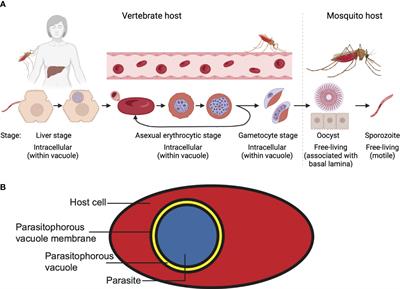 The role of cholesterol in invasion and growth of malaria parasites